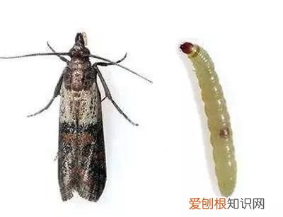 生虫的面粉能吃吗对人体的危害