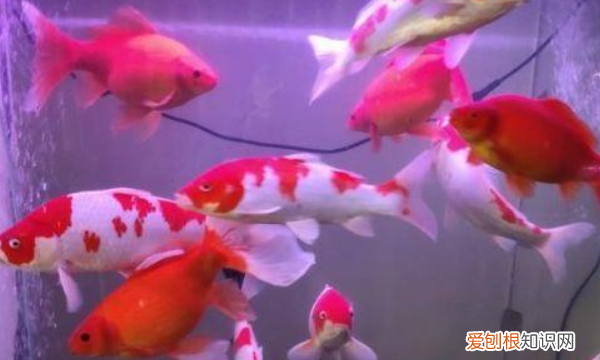 如何才能养好鱼不用换水，想要养鱼但又不想天天换水怎么办