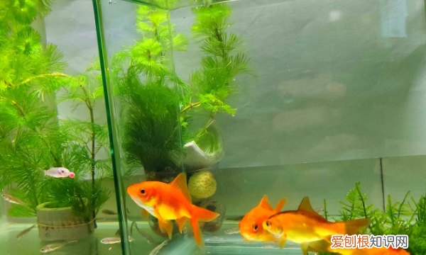 如何才能养好鱼不用换水，想要养鱼但又不想天天换水怎么办