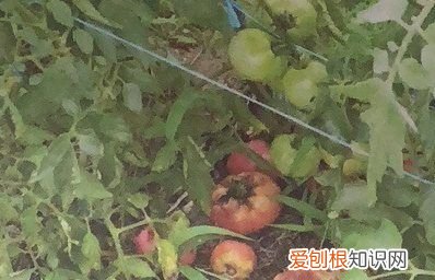 西红柿去蒂什么意思，农民采摘西红柿的图片