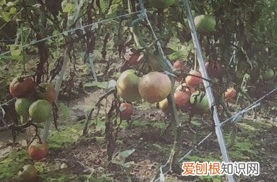 西红柿去蒂什么意思，农民采摘西红柿的图片