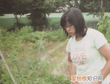 西红柿去蒂什么意思，农民采摘西红柿的图片