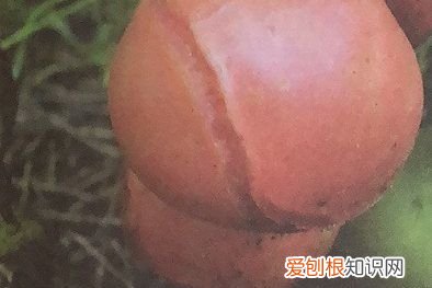 西红柿去蒂什么意思，农民采摘西红柿的图片