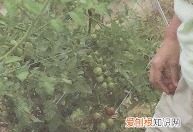 西红柿去蒂什么意思，农民采摘西红柿的图片
