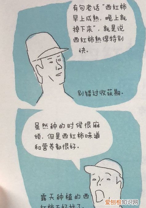 西红柿去蒂什么意思，农民采摘西红柿的图片
