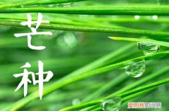 2023芒种是哪一天的什么时候
