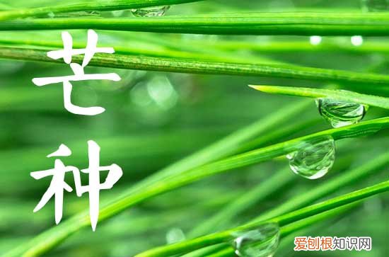 2023芒种是哪一天的什么时候