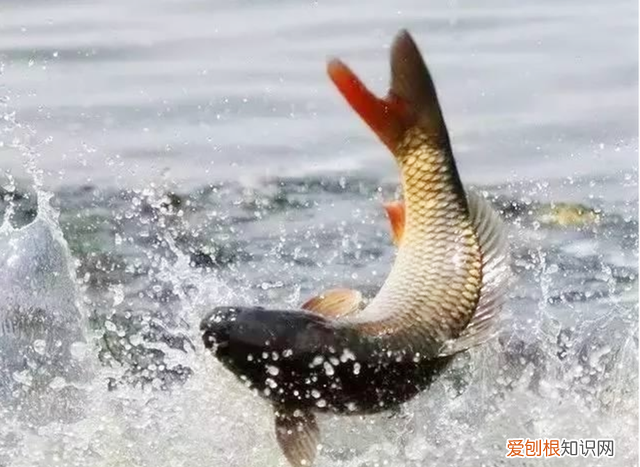 不能吃鱼的孩子怎么补营养
