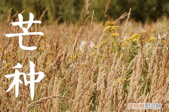 2023年芒种具体是几点几分