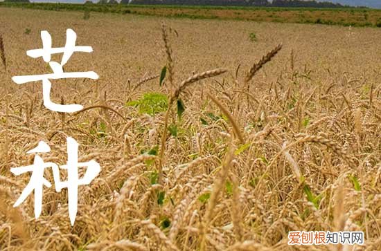 2023年芒种时间