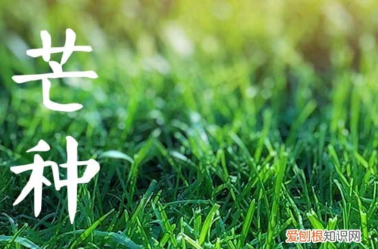 2023年哪一天是芒种,今年芒种是哪一天