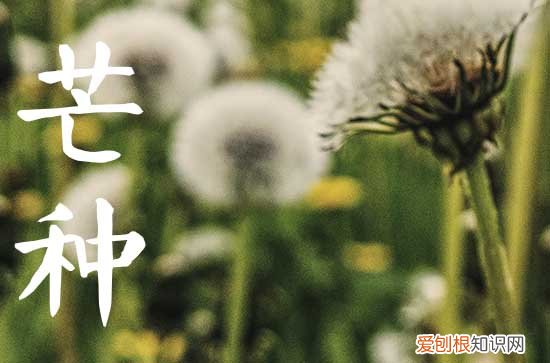 今年芒种准确时间2023年