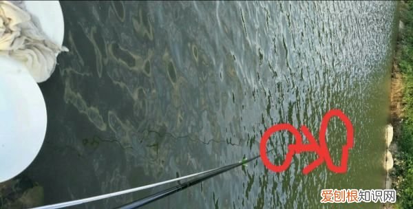 老钓位可以天天钓，同一个钓位能天天钓到鱼吗