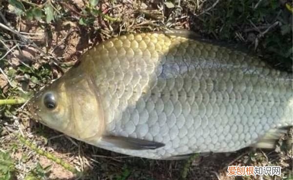 老钓位可以天天钓，同一个钓位能天天钓到鱼吗