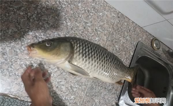 老钓位可以天天钓，同一个钓位能天天钓到鱼吗