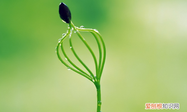 谷穗弯弯的像什么，谷穗弯弯的又什么又什么