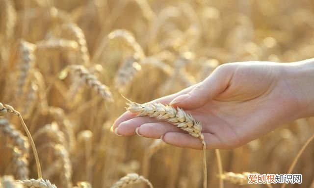 判断面粉过期 判断面粉是否过期看这里