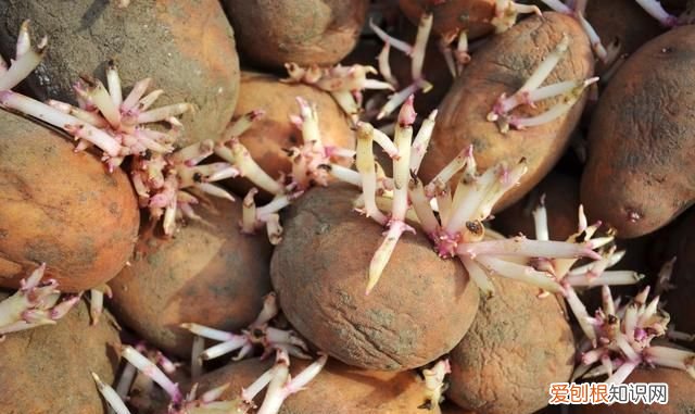 7种食物没煮熟之前有剧毒 哪种食物不煮熟有毒千万别吃