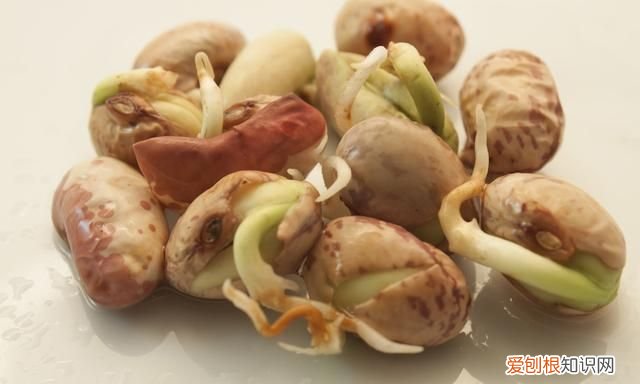 7种食物没煮熟之前有剧毒 哪种食物不煮熟有毒千万别吃