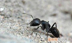 ant代表什么词性，anti和syn怎么区分