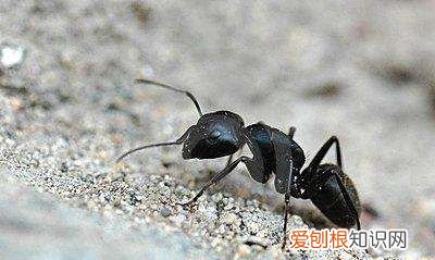 ant代表什么词性,anti和syn怎么区分