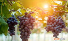 洗葡萄用盐还是用面粉