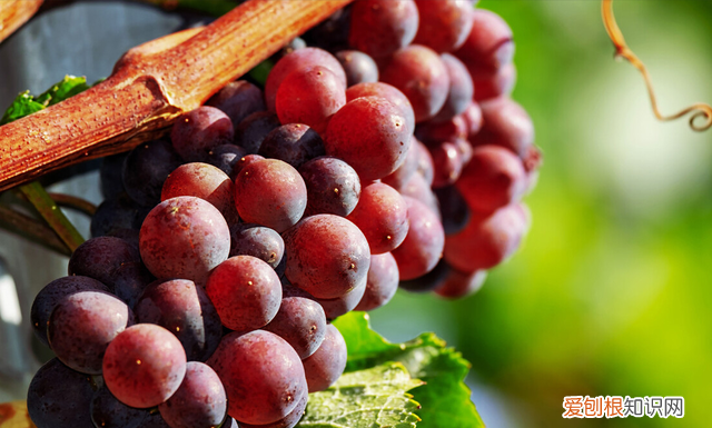 洗葡萄用盐还是用面粉