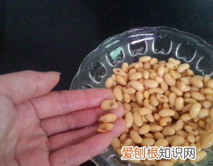 怎么用豆浆机打豆浆，全自动豆浆机怎么使用视频教程