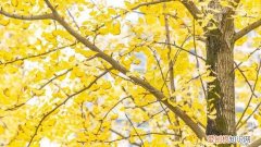 重庆的银杏树是怀念谁，重庆大学城银杏树哪里好看