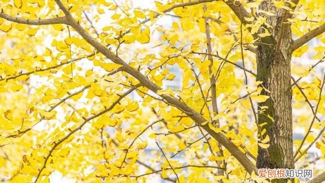 重庆的银杏树是怀念谁，重庆大学城银杏树哪里好看