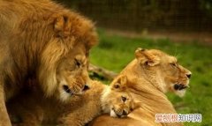 什么动物一出生就四处为家