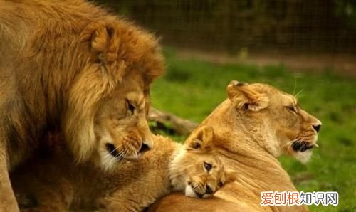 什么动物一出生就四处为家