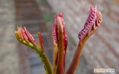 30多年的香椿树木能吃，夏天的香椿嫩芽可以吃吗