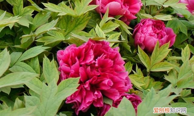 唯有牡丹真国色花开时节动京城的象征