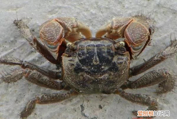 上海放生鱼交流论坛