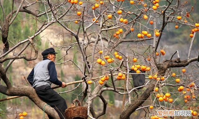 漤柿子怎么做又甜又脆