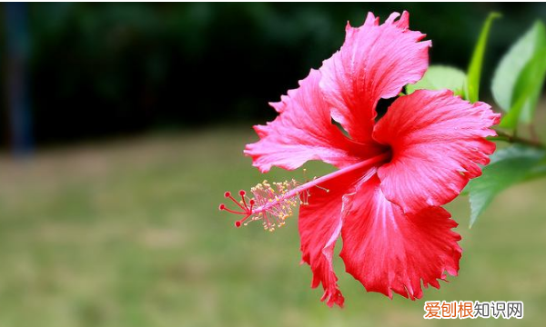 佛桑花期是什么意思，我许你一世繁华上一句是什么