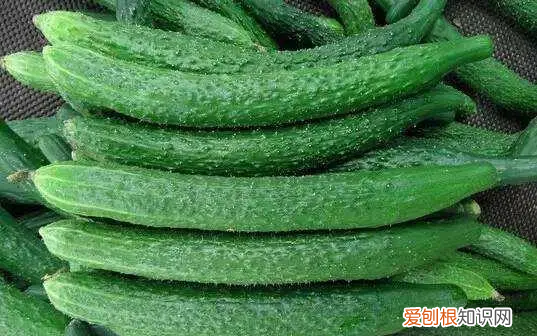 黄瓜西红柿的冰箱保存方法 黄瓜放冰箱怎样保存才能时间长