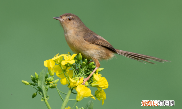 花争俏的意思是什么，千花百卉争明媚是什么意思