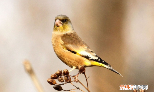 花争俏的意思是什么，千花百卉争明媚是什么意思