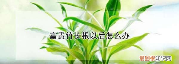 富贵竹生根了怎么养,富贵竹长根了以后怎么养