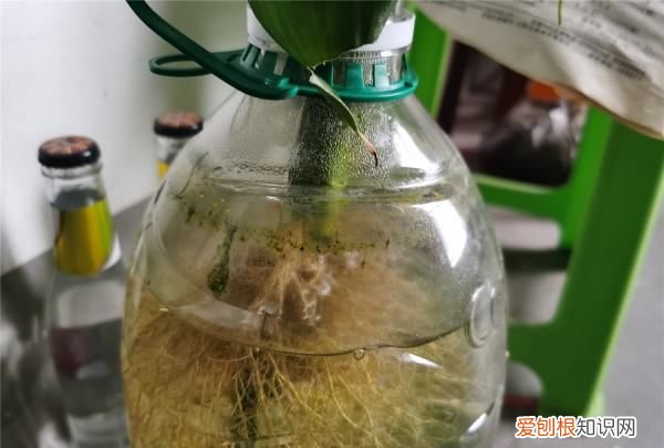 富贵竹生根了怎么养，富贵竹长根了以后怎么养