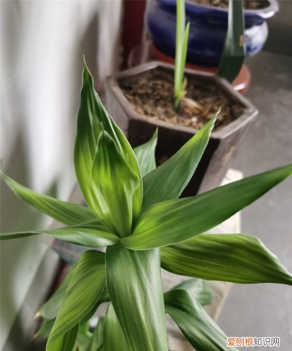 富贵竹生根了怎么养，富贵竹长根了以后怎么养