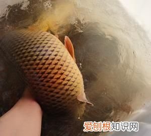 6号伊势尼能大小通吃,二三两的小鲤鱼能吃吗
