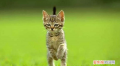 猫咪嘴上有猫藓要怎么办，猫咪嘴巴边上有猫藓怎么治