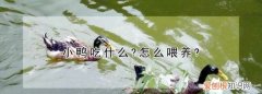 鸡吃什么怎么喂养，刚出生的小鸭子吃什么食物