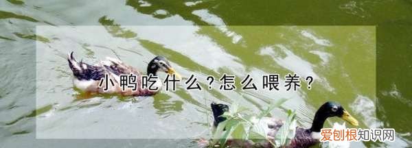 鸡吃什么怎么喂养，刚出生的小鸭子吃什么食物