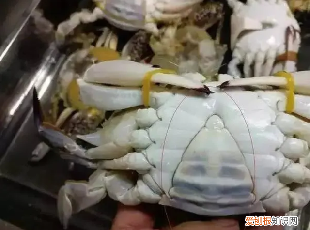 简单三招教你挑梭子蟹保证个个肥