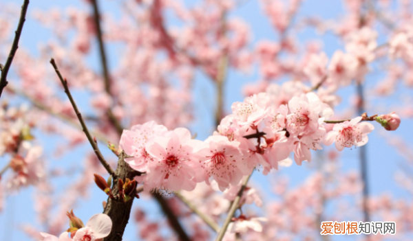 什么听听什么的什么仿写，坐在草地上听什么什么 造句