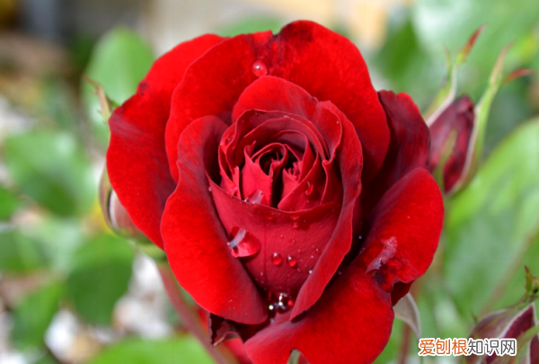 玫瑰花怎么养才不会枯萎